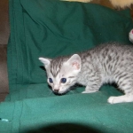 Mau Vandal DOB 8-7-14 008-800