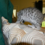 Mau Vandal DOB 8-7-14 013-800