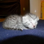 Mau silver male Darker #1 DOB 8-7-14 003-800c