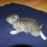 Mau silver male Darker #1 DOB 8-7-14 006-800f