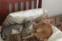 Surveillance F-2B Silver Savannah Male DOB 6-2-14