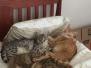 Surveillance F-2B Silver Savannah Male DOB 6-2-14