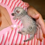 Savannah F-2B Male BST DOB 4-11-14SAvannah F-2 silver Male DOB 6 001