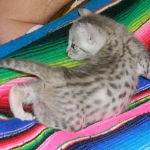 Savannah F-2B Silver Male Wallace DOB 6-2-14 011-800