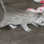 Savannah F-2B Silver Male Wallace DOB 6-2-14 016-800
