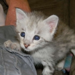 Savannah F-2B Silver Male Wallace DOB 6-2-14 017-800