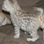 Savannah F-2B Silver Male Wallace DOB 6-2-14 018-800