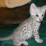 Savannah F-2B Silver Male Wallace DOB 6-2-14 027-800