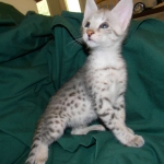 Savannah F-2B Silver Male Wallace DOB 6-2-14 038-800
