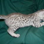 Savannah F-2B Silver Male Wallace DOB 6-2-14 040-800