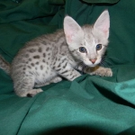 Savannah F-2B Silver Male Wallace DOB 6-2-14 043-800