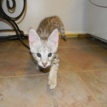 Savannah F-2B Silver Male Wallace DOB 6-2-14 044-800