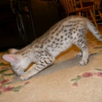 Savannah F-2B Silver Male Wallace DOB 6-2-14 058-800