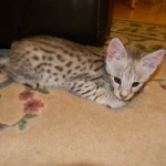 Savannah F-2B Silver Male Wallace DOB 6-2-14 061-800