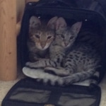 Survail and recon