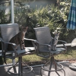 Surveil and Recon F-2 savannah males.jpg