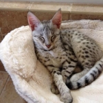 Wallace in new bed