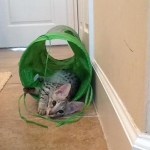 Wallace in tube