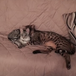 surviel and friend