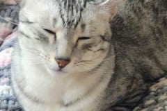 Whiskey Grace Egyptian Mau silver female DOB 3-3-20