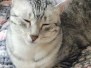 Whiskey Grace Egyptian Mau silver female DOB 3-3-20