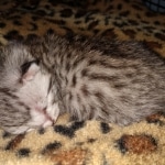 Whiskey Grace, Egyptian Mau, silver, Female, DOB 3-3-20