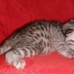 Whiskey Grace, Egyptian Mau, silver, Female, DOB 3-3-20