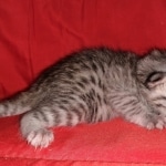 Whiskey Grace, Egyptian Mau, silver, Female, DOB 3-3-20