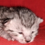 Whiskey Grace, Egyptian Mau, silver, Female, DOB 3-3-20