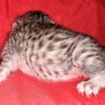 Whiskey Grace, Egyptian Mau, silver, Female, DOB 3-3-20