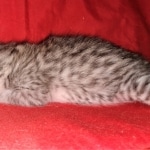 Whiskey Grace, Egyptian Mau, silver, Female, DOB 3-3-20