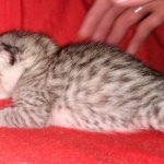 Whiskey Grace, Egyptian Mau, silver, Female, DOB 3-3-20