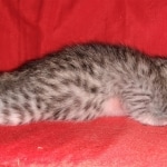 Whiskey Grace, Egyptian Mau, silver, Female, DOB 3-3-20