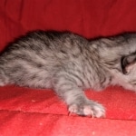 Whiskey Grace, Egyptian Mau, silver, Female, DOB 3-3-20