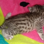 Whiskey Grace, Egyptian Mau, silver, Female, DOB 3-3-20