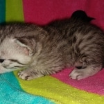 Whiskey Grace, Egyptian Mau, silver, Female, DOB 3-3-20