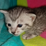 Whiskey Grace, Egyptian Mau, silver, Female, DOB 3-3-20