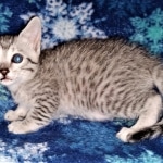 Whiskey Grace, Egyptian Mau, silver, Female, DOB 3-3-20