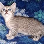 Whiskey Grace, Egyptian Mau, silver, Female, DOB 3-3-20