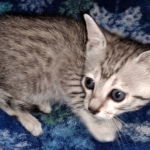Whiskey Grace, Egyptian Mau, silver, Female, DOB 3-3-20