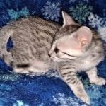 Whiskey Grace, Egyptian Mau, silver, Female, DOB 3-3-20