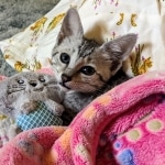 Whiskey Grace, Egyptian Mau, silver, Female, DOB 3-3-20