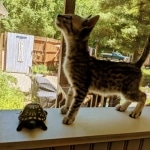 Whiskey Grace, Egyptian Mau, silver, Female, DOB 3-3-20