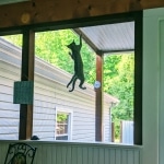 Whiskey Grace, Egyptian Mau, silver, Female, DOB 3-3-20