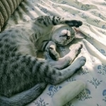 Whiskey Grace, Egyptian Mau, silver, Female, DOB 3-3-20