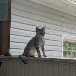 Whiskey Grace, Egyptian Mau, silver, Female, DOB 3-3-20