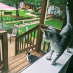 Whiskey Grace, Egyptian Mau, silver, Female, DOB 3-3-20