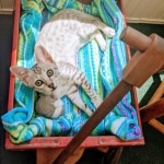 Whiskey Grace, Egyptian Mau, silver, Female, DOB 3-3-20