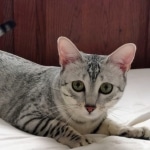 Whiskey Grace an Egyptian Mau female