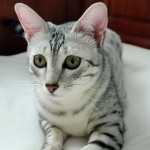 Whiskey Grace an Egyptian Mau female